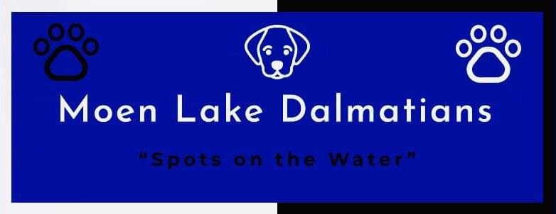 Moen Lake Dalmatians